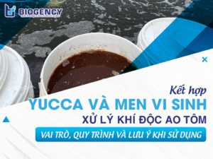 Kết hợp Yucca và men vi sinh xử lý khí độc ao tôm: Vai trò, quy trình và lưu ý khi sử dụng