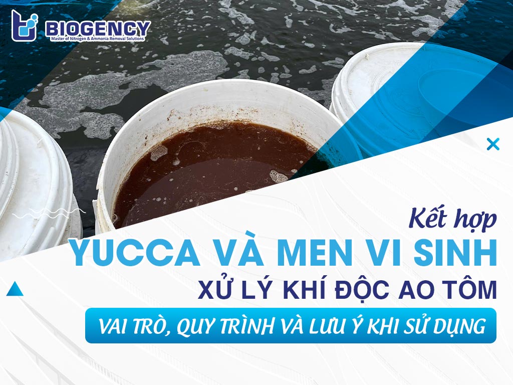 Kết hợp Yucca và men vi sinh xử lý khí độc ao tôm: Vai trò, quy trình và lưu ý khi sử dụng