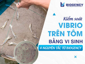 Kiểm soát Vibrio trên tôm bằng vi sinh: 4 nguyên tắc từ BIOGENCY