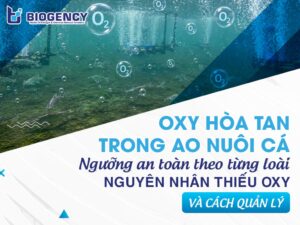 Oxy hòa tan trong ao nuôi cá: Ngưỡng an toàn theo từng loài, nguyên nhân thiếu oxy và cách quản lý