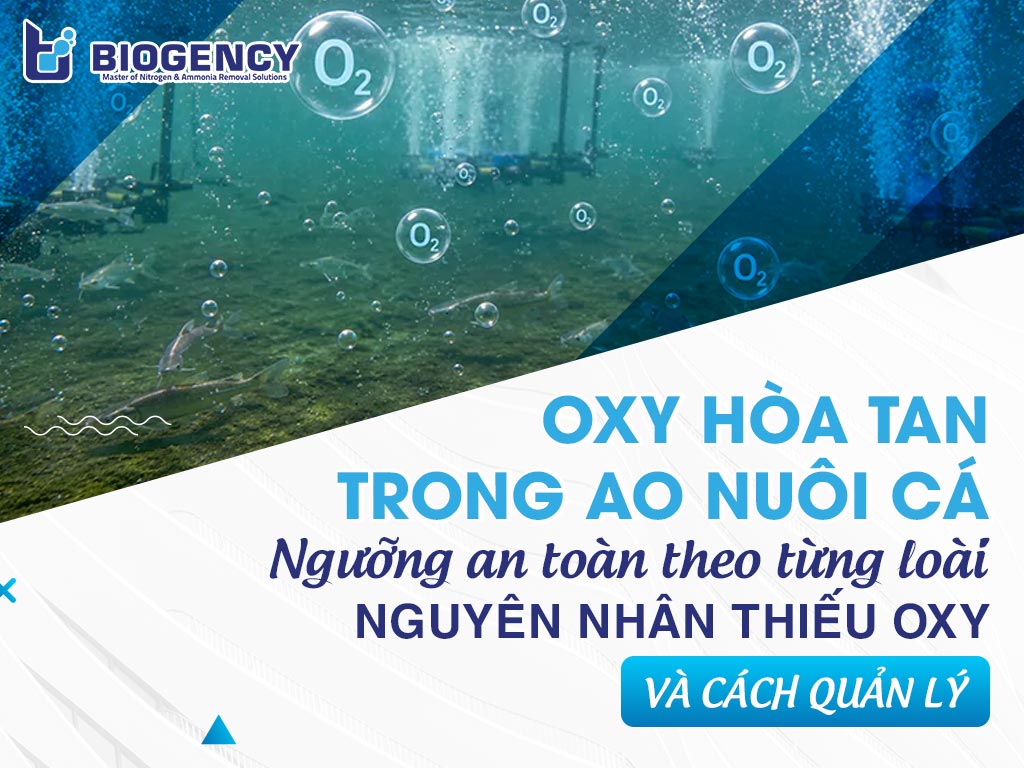 Oxy hòa tan trong ao nuôi cá: Ngưỡng an toàn theo từng loài, nguyên nhân thiếu oxy và cách quản lý