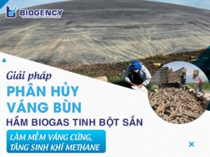 [BIOGENCY] Giải pháp phân hủy váng bùn hầm Biogas tinh bột sắn: Làm mềm váng cứng, tăng sinh khí methane