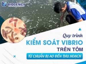 Quy trình kiểm soát Vibrio trên tôm từ chuẩn bị ao đến thu hoạch