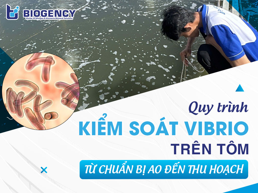 Quy trình kiểm soát Vibrio trên tôm từ chuẩn bị ao đến thu hoạch
