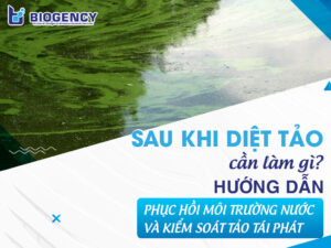 Sau khi diệt tảo cần làm gì? Hướng dẫn phục hồi môi trường nước và kiểm soát tảo tái phát