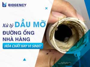 Xử lý dầu mỡ đường ống nhà hàng bằng hóa chất và vi sinh: Nên chọn giải pháp nào?
